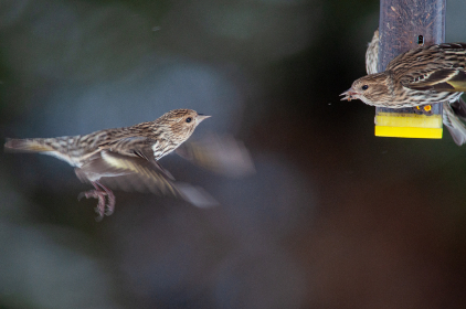 另类性爱视频小说