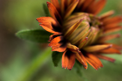 西瓜精品国产自在现线