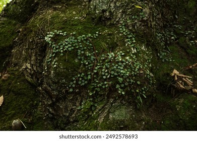 H人成在线看免费视频