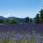 jessica and krystal ru47j1og