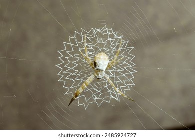 guomoba国模吧大胆高清