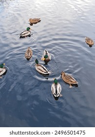 动漫 漫画男男：探索热血与浪漫交织的男男情缘世界