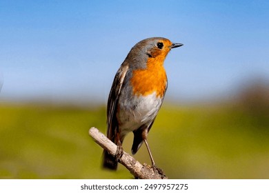 寻找MagnetDL替代网站：最佳下载资源推荐