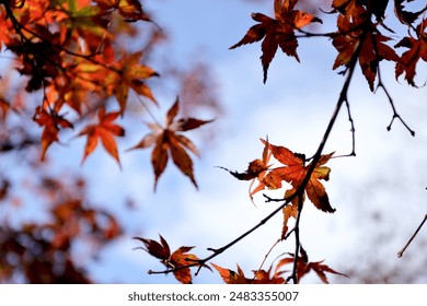 唐诗宋词帝王会所 漫画：穿越千年，领略古韵与豪情的奇妙旅程