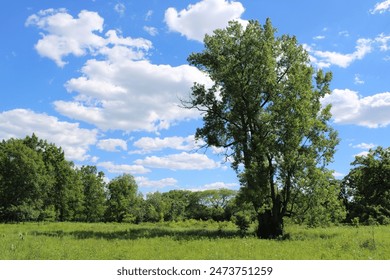 原神口供本子：探索提瓦特大陆的秘密与故事