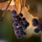 原神内鬼爆料吧后续动态分析与讨论 tv0x5cxd