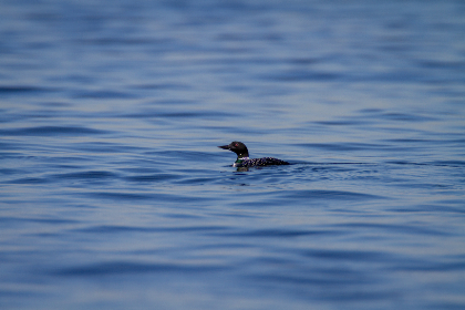 探索社团学漫画的魅力：读懂110话的精彩故事