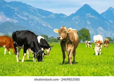 探索Porumb Club：一个充满活力的社交与文化交流平台