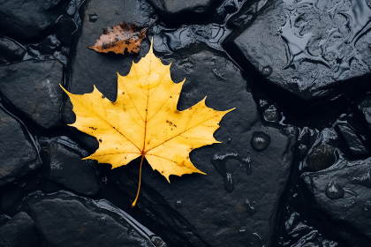 探索Damiani:奢华珠宝背后的艺术与传承 探索Damiani:奢华珠宝背后的艺术与传承