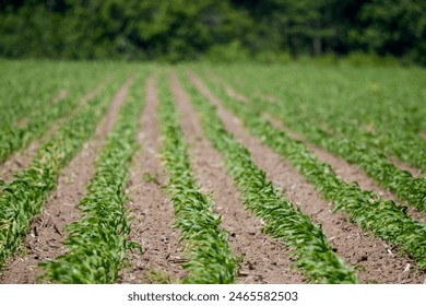 探索怕怕怕视频免费全在线第一茶叶网的魅力与价值