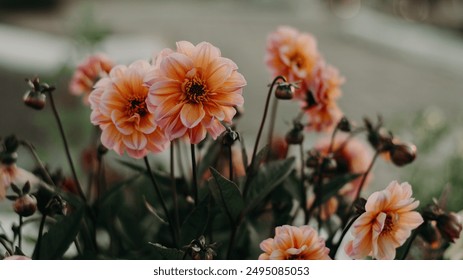 打扑克网站入口免费：畅享无门槛扑克游戏的最佳选择